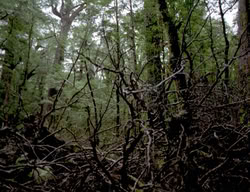 extant_XenaWarriorPrincess_3x05-GabriellesHope_00278