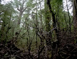 extant_XenaWarriorPrincess_3x05-GabriellesHope_00279