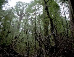 extant_XenaWarriorPrincess_3x05-GabriellesHope_00280