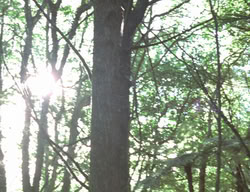 extant_XenaWarriorPrincess_3x05-GabriellesHope_00290