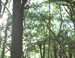 extant_XenaWarriorPrincess_3x05-GabriellesHope_00291