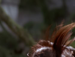 extant_XenaWarriorPrincess_3x05-GabriellesHope_00380