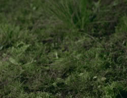 extant_XenaWarriorPrincess_3x05-GabriellesHope_01224