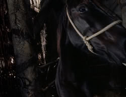 extant_XenaWarriorPrincess_3x05-GabriellesHope_01559