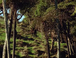 extant_XenaWarriorPrincess_3x05-GabriellesHope_02970