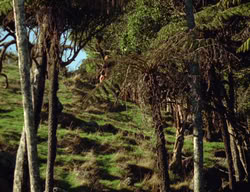 extant_XenaWarriorPrincess_3x05-GabriellesHope_02972