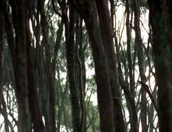 extant_XenaWarriorPrincess_3x06-TheDebt_1213