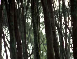 extant_XenaWarriorPrincess_3x06-TheDebt_1214