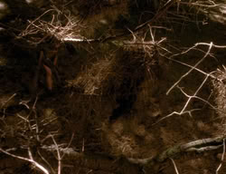 extant_XenaWarriorPrincess_3x06-TheDebt_2729