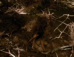 extant_XenaWarriorPrincess_3x06-TheDebt_2730