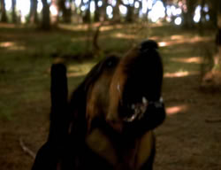 extant_XenaWarriorPrincess_3x06-TheDebt_2818