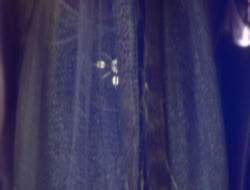 extant_XWP_3x08-TheKingOfAssassins_001228