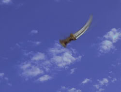 extant_XWP_3x09-WarriorPriestessTramp_000274