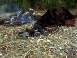 extant_XenaWarriorPrincess_3x10-TheQuillIsMightier_00323