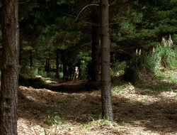 extant_XenaWarriorPrincess_3x10-TheQuillIsMightier_00330