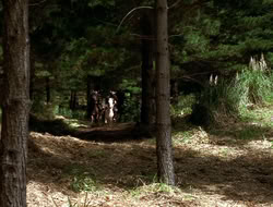 extant_XenaWarriorPrincess_3x10-TheQuillIsMightier_00331