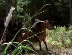 extant_XenaWarriorPrincess_3x10-TheQuillIsMightier_00828
