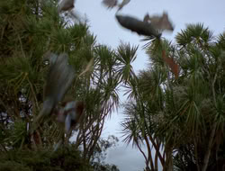 extant_XenaWarriorPrincess_3x10-TheQuillIsMightier_03617