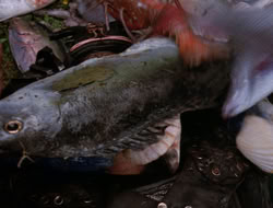extant_XenaWarriorPrincess_3x10-TheQuillIsMightier_03620