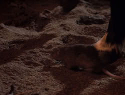 3x11-MaternalInstincts_001580