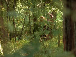 3x11-MaternalInstincts_001622