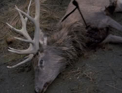 extant_XenaWarriorPrincess_4x01-AdventuresInTheSinTrade_00478