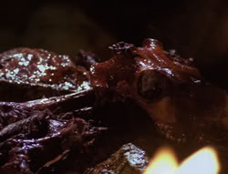 extant_XenaWarriorPrincess_4x01-AdventuresInTheSinTrade_00604