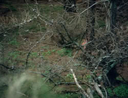 extant_XenaWarriorPrincess_4x01-AdventuresInTheSinTrade_01101
