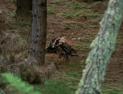 extant_XenaWarriorPrincess_4x01-AdventuresInTheSinTrade_01300