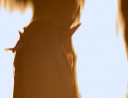extant_XenaWarriorPrincess_4x01-AdventuresInTheSinTrade_01685