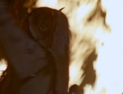 extant_XenaWarriorPrincess_4x01-AdventuresInTheSinTrade_01693