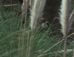 extant_XenaWarriorPrincess_4x01-AdventuresInTheSinTrade_03017