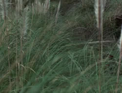 extant_XenaWarriorPrincess_4x01-AdventuresInTheSinTrade_03020
