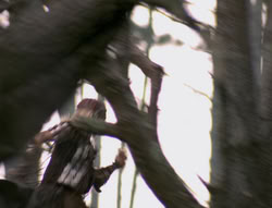 extant_XenaWarriorPrincess_4x02-AdventuresInTheSinTradeII_00339