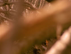 extant_XenaWarriorPrincess_4x02-AdventuresInTheSinTradeII_01356