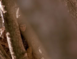 extant_XenaWarriorPrincess_4x02-AdventuresInTheSinTradeII_01370