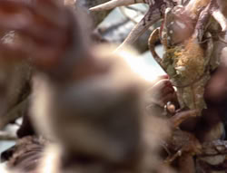 extant_XenaWarriorPrincess_4x02-AdventuresInTheSinTradeII_01440