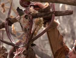 extant_XenaWarriorPrincess_4x02-AdventuresInTheSinTradeII_01477