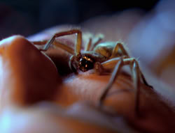 extant_XenaWarriorPrincess_4x02-AdventuresInTheSinTradeII_01965