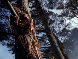 extant_XenaWarriorPrincess_4x02-AdventuresInTheSinTradeII_02784