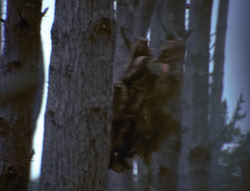 extant_XenaWarriorPrincess_4x02-AdventuresInTheSinTradeII_03076