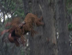 extant_XenaWarriorPrincess_4x02-AdventuresInTheSinTradeII_03083