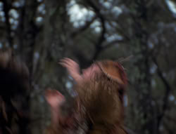 extant_XenaWarriorPrincess_4x02-AdventuresInTheSinTradeII_03113