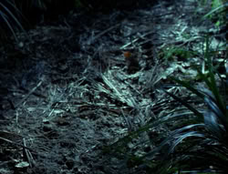 extant_XenaWarriorPrincess_4x03_AFamilyAffair_00151