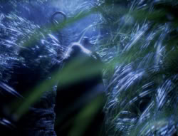 extant_XenaWarriorPrincess_4x03_AFamilyAffair_00165