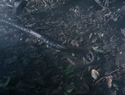 extant_XenaWarriorPrincess_4x03_AFamilyAffair_00723