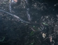 extant_XenaWarriorPrincess_4x03_AFamilyAffair_00724