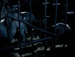 extant_XenaWarriorPrincess_4x03_AFamilyAffair_01062