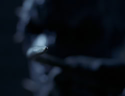 extant_XenaWarriorPrincess_4x03_AFamilyAffair_01159