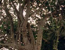 extant_XenaWarriorPrincess_4x03_AFamilyAffair_01773